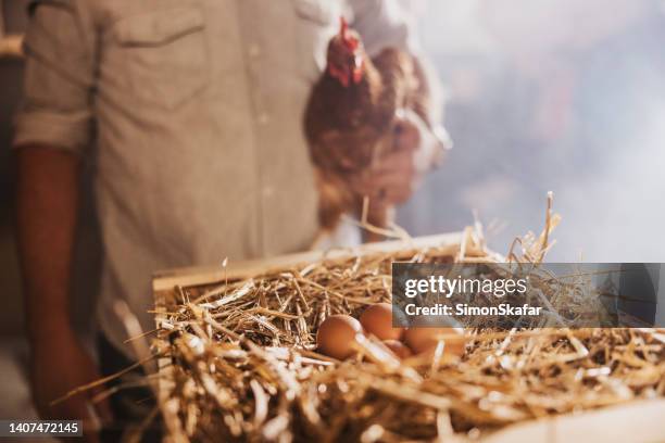 male farmer holding hen at poultry farm - chicken feather stock pictures, royalty-free photos & images