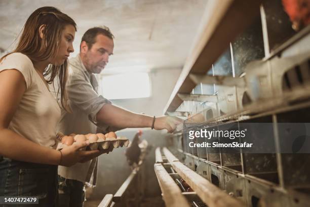 father picking up eggs from rack with daughter holding egg carton at farm - hatchery stock pictures, royalty-free photos & images