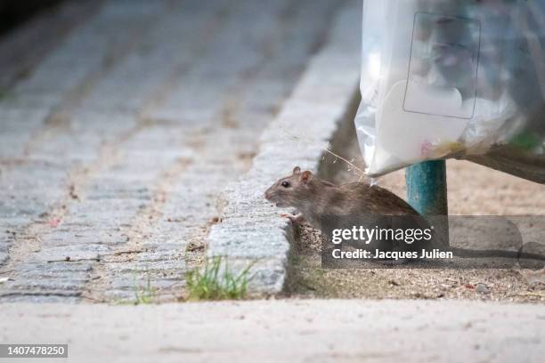 garbage bag rat - rat fotografías e imágenes de stock