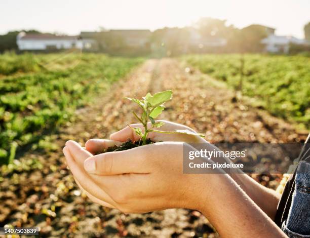 a woman holding a plant in her hands on her organic sustainable farm. trustful farmer trying to plant a tree for her agribusiness startup. small sprout to be planted in the ground to grow and harvest - red dirt stockfoto's en -beelden