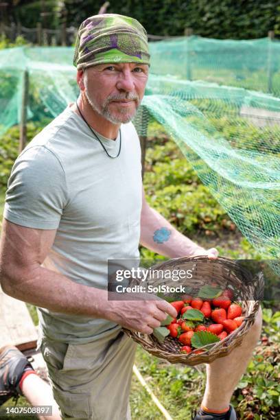 picking ripe strawberries - garden path uk stock pictures, royalty-free photos & images