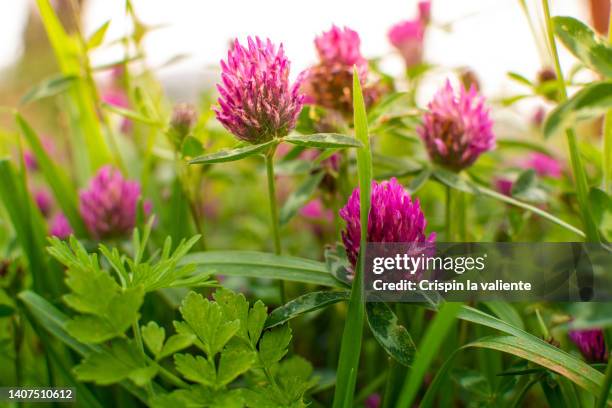 purple clover flowers (trifolium pratense l.) - clover sprouts stock pictures, royalty-free photos & images