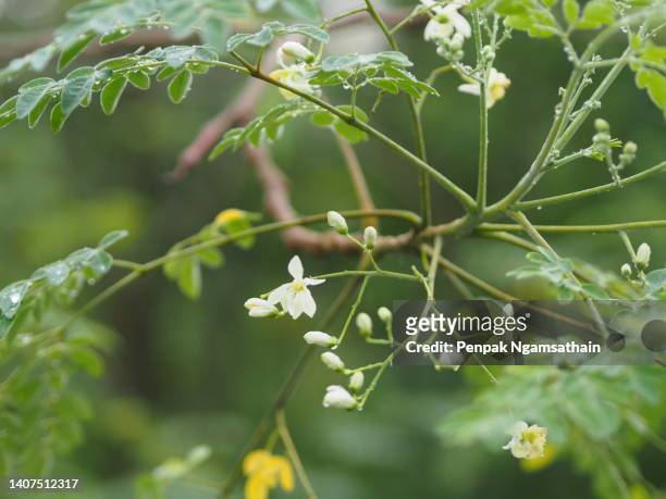 moringa magnoliopsida moringa, white flower vegetable tree blooming in garden nature background - moringa oleifera 個照片及圖片檔
