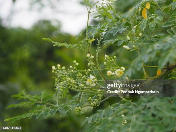 moringa magnoliopsida moringa, white flower vegetable tree blooming in garden nature background - moringa tree stockfoto's en -beelden