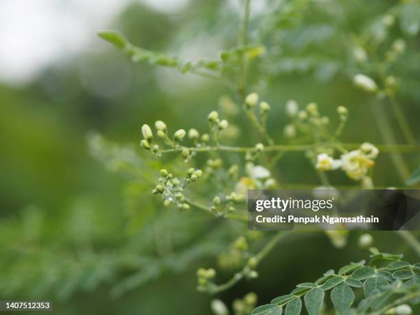 moringa magnoliopsida moringa, white flower vegetable tree blooming in garden nature background - moringa oleifera stock pictures, royalty-free photos & images