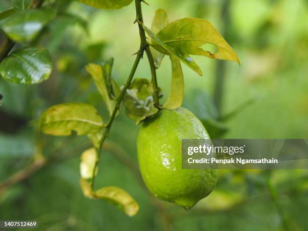 lemon on the tree blurred of nature background, plant sour taste fruit lime green vegetable - lime tree stockfoto's en -beelden