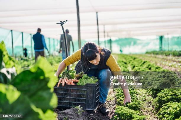 woman farmer harvesting carrots on a farm. female gardener on her knees digging fresh organic vegetable crops from the ground in agriculture business. bunch of full grown, ripe produce in a crate - picking up food stock pictures, royalty-free photos & images