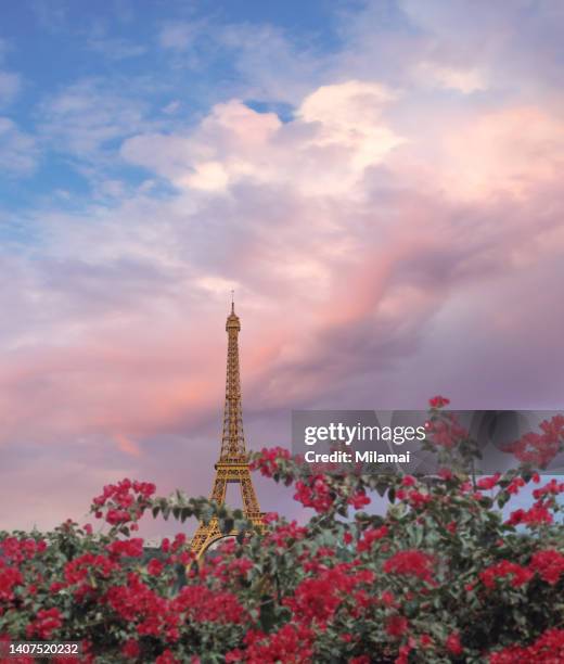 beautiful paris with red flowers and romantic sky - romance photos stockfoto's en -beelden