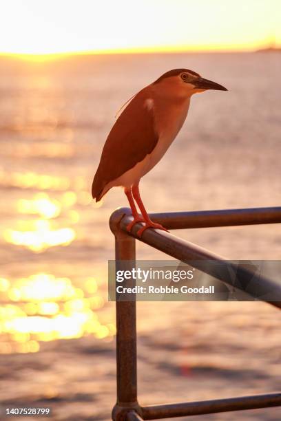 nankeen night heron at sunset - nankeen stock pictures, royalty-free photos & images