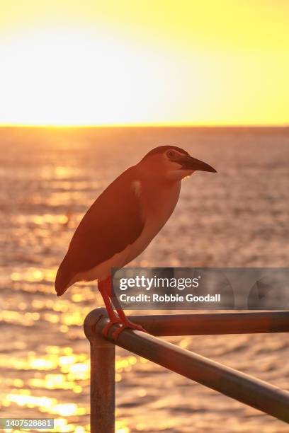 nankeen night heron at sunset - nankeen stock pictures, royalty-free photos & images