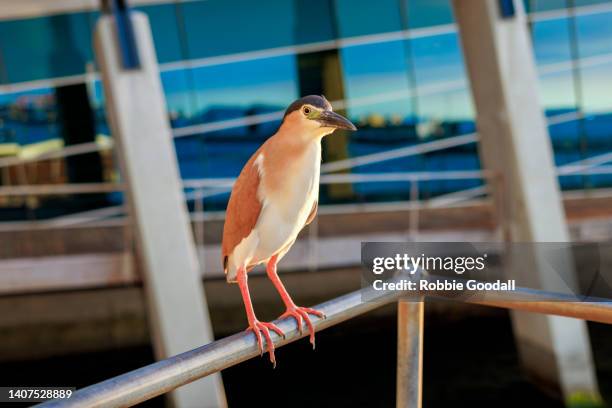 nankeen night heron at sunset - nankeen stock pictures, royalty-free photos & images