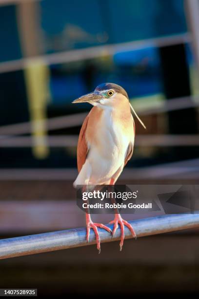 nankeen night heron at sunset - nankeen stock pictures, royalty-free photos & images