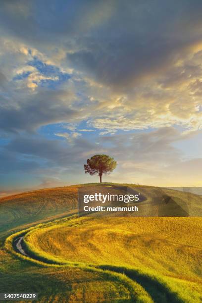 lonely tree in tuscany - single tree stock pictures, royalty-free photos & images