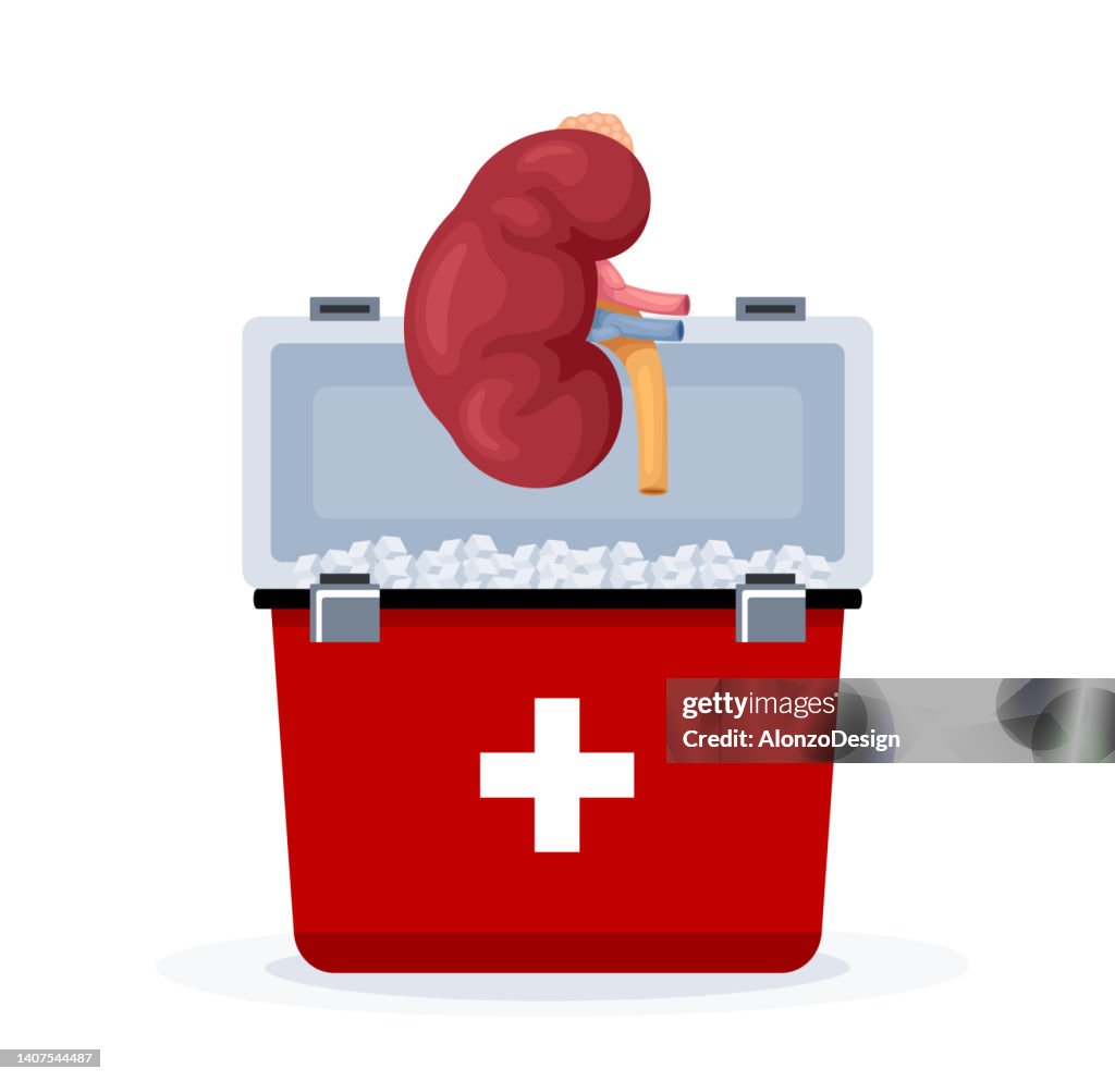 Human Kidney collected for transplantation.