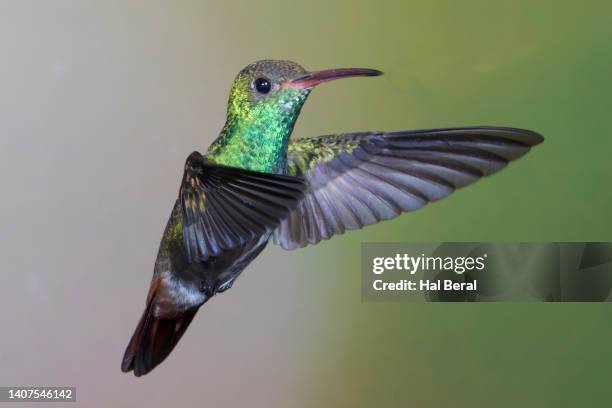 rufous-tailed hummingbird flying - braunschwanzamazilie stock-fotos und bilder