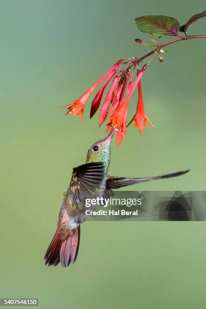 rufous-tailed hummingbird feeding on flower - braunschwanzamazilie stock-fotos und bilder