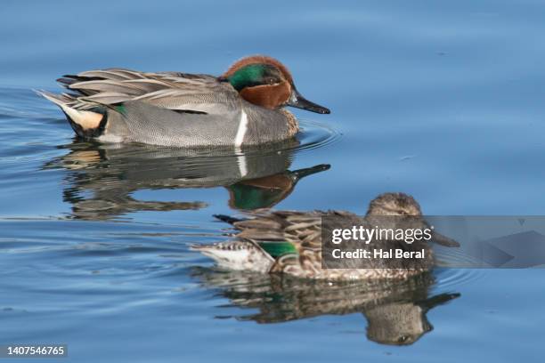 pair of green-winged teal ducks swimming with reflection - male female pair stockfoto's en -beelden