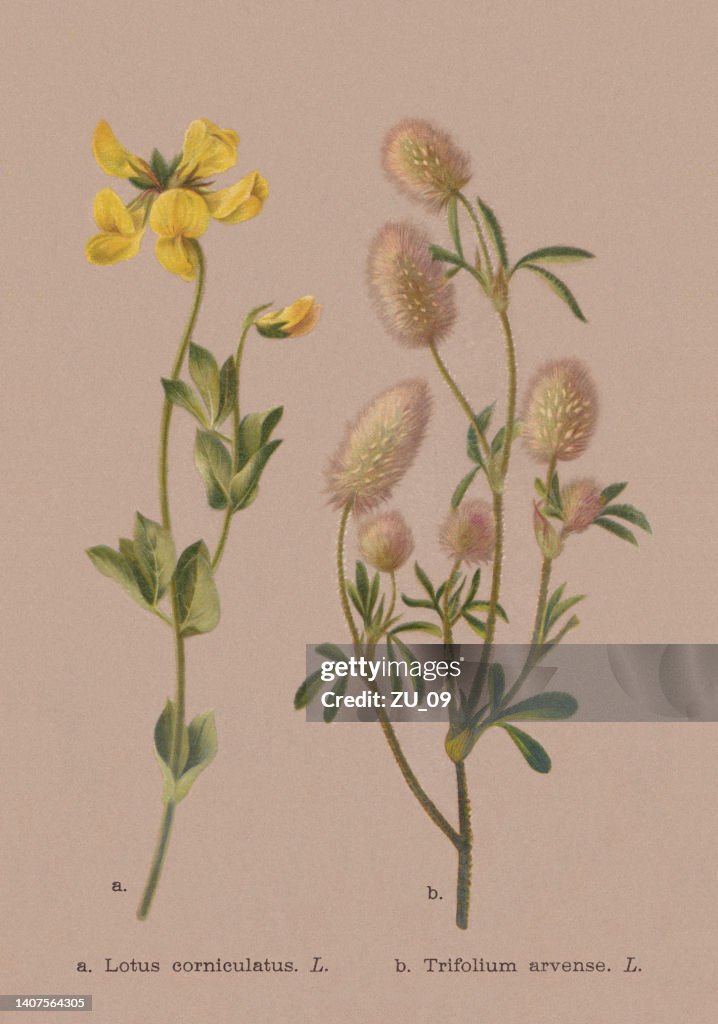 Autumn flowers (Fabaceae), chromolithograph, published in 1886