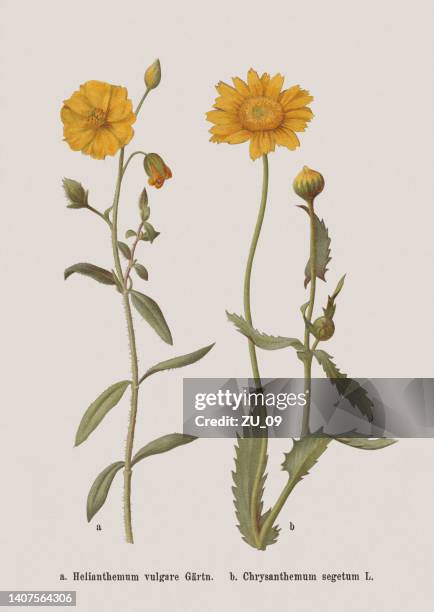 autumn flowers (cistaceae, asteraceae), chromolithograph, published in 1886 - chrysanthemum stock illustrations