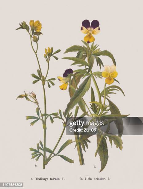 stockillustraties, clipart, cartoons en iconen met autumn flowers (fabaceae, violaceae), chromolithograph, published in 1886 - driekleurig viooltje