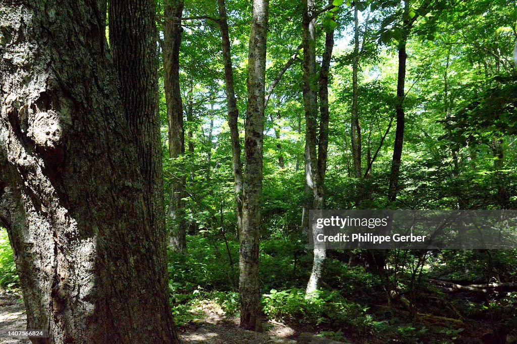 Dark Hollow Falls Trail, Shenandoah National Park, Virginia