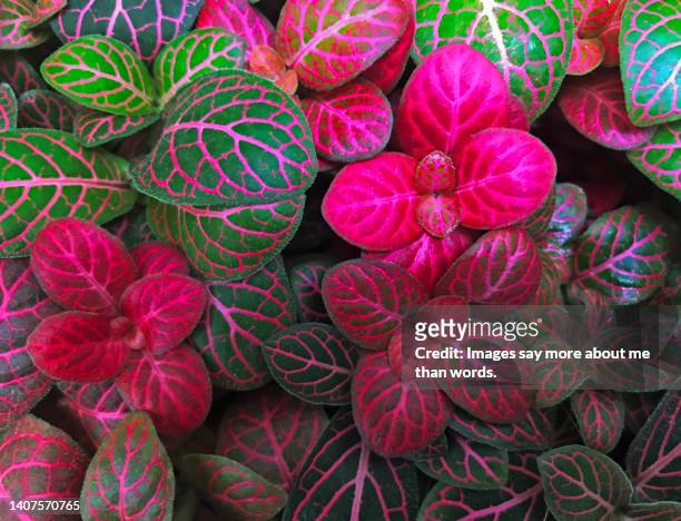 bright leaves composing a marvelous mosaic. close up - poisonous flower stock pictures, royalty-free photos & images