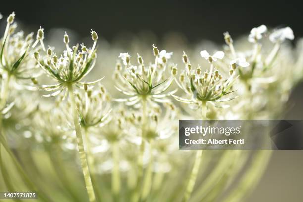 bärenklau - poisonous flower stock pictures, royalty-free photos & images