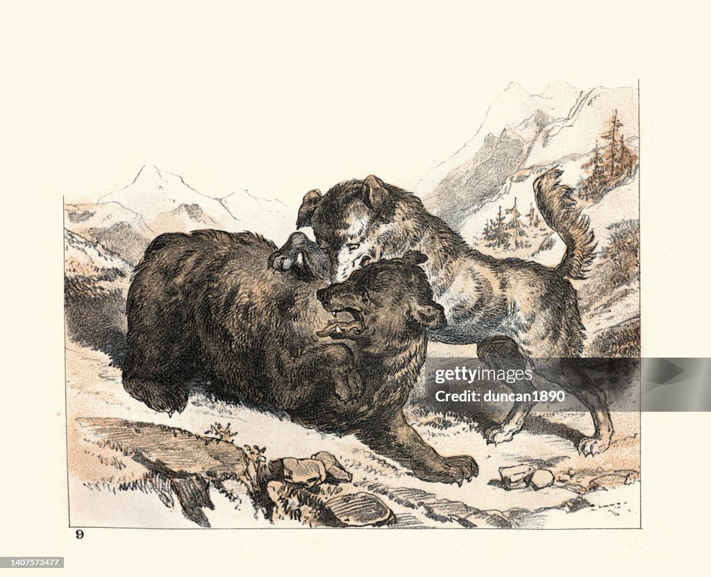 Swiss mountain dog, Sennenhunds, attacking a bear, Victorian 1880s, 19th Century