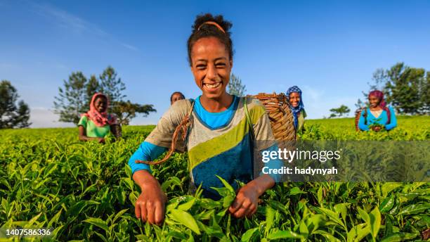 african women plucking tea leaves on plantation, east africa - plantation tea bildbanksfoton och bilder