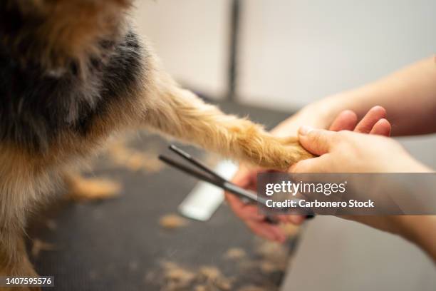 close-up groomer's hands trimming hair on a small dog's leg - yorkshire terrier vet stock pictures, royalty-free photos & images