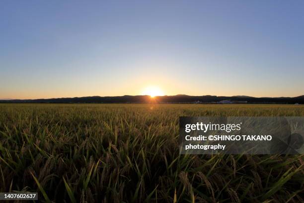 paddy field - niigata stock pictures, royalty-free photos & images