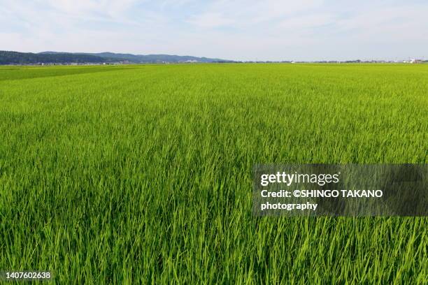 paddy field - rice paddy foto e immagini stock