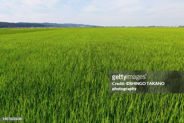 paddy field - niigata prefecture stock pictures, royalty-free photos & images