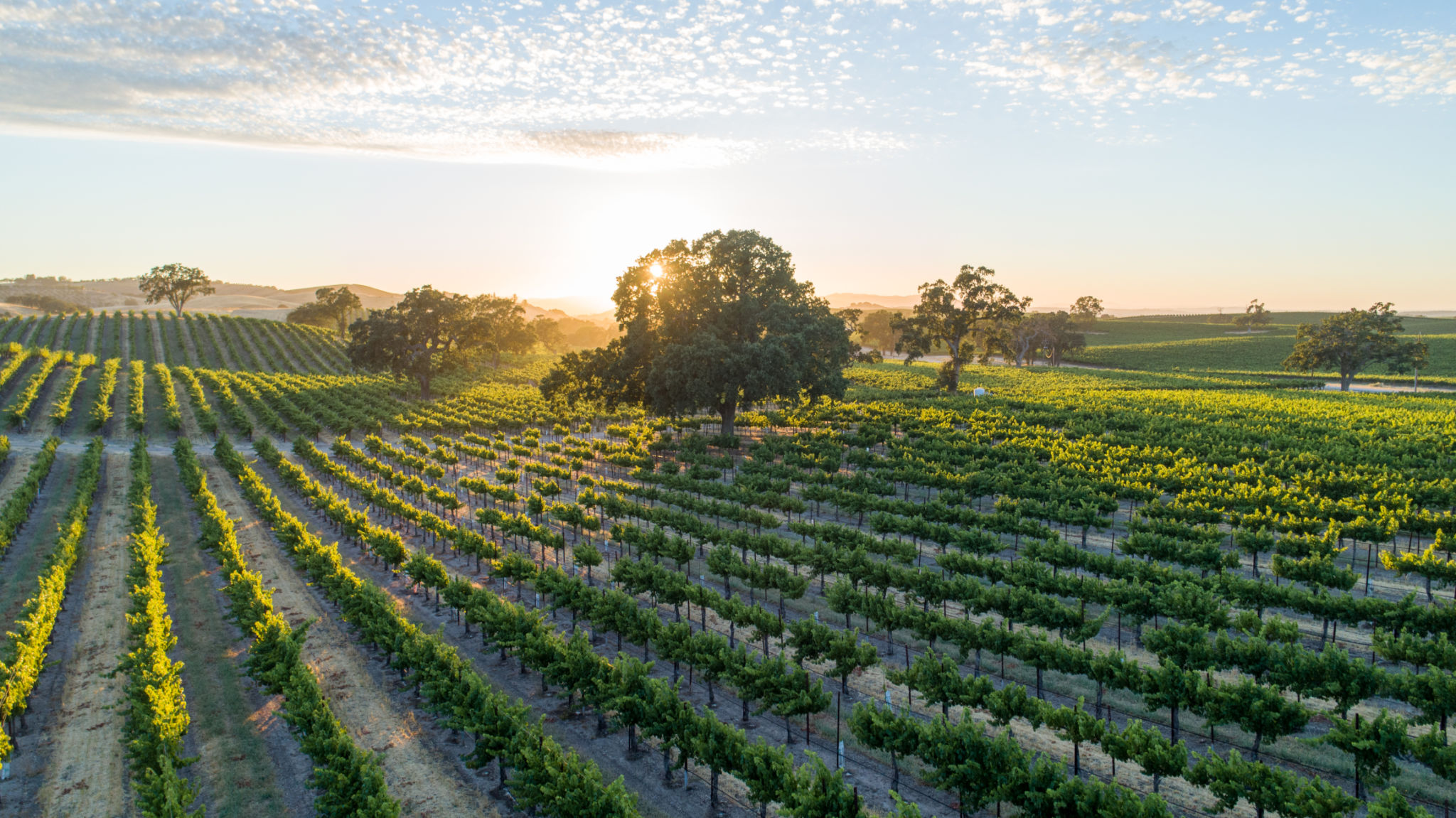paso robles vineyard