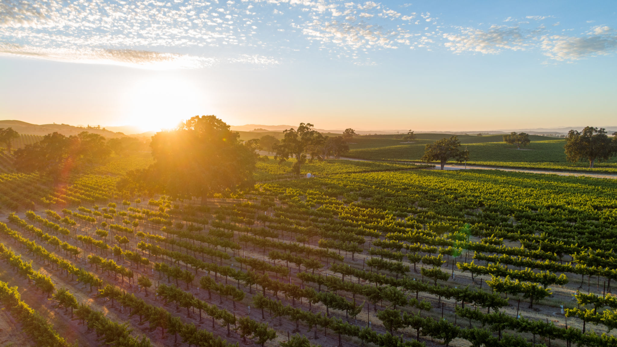Warm, golden sunset in vineyard with rolling hills. Sun rays bursting through oak trees cast long shadows. Lens flare from sun beams Warm, golden sunset in vineyard with rolling hills. Sun rays bursting through oak trees cast long shadows. Lens flare from sun beams