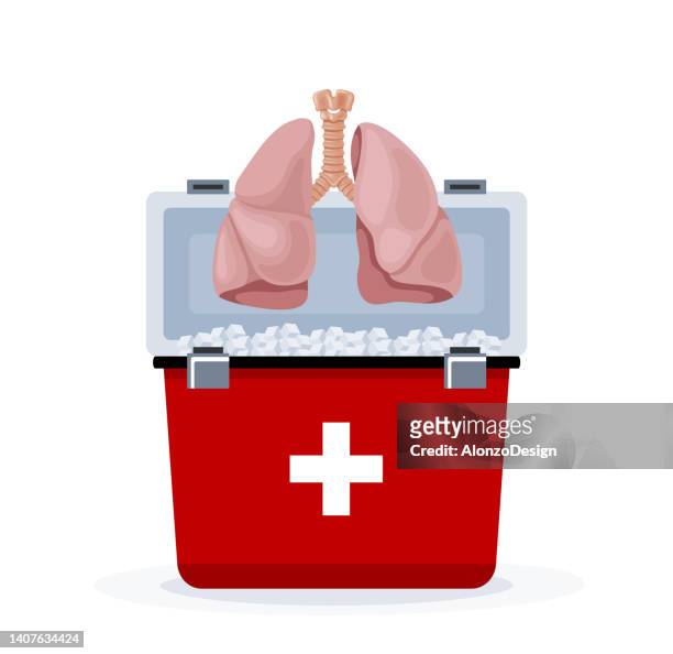 lungs intestine collected for transplantation. - operating model stock illustrations