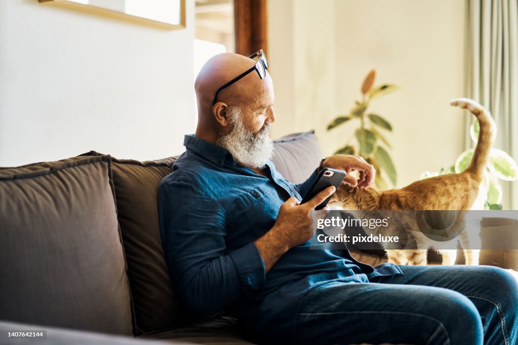 Älterer Mann, der ein Telefon benutzt, um online zu surfen und mit seiner Katze auf der Couch zu Hause zu spielen. Reifer Mann, der sich entspannt und sein Haustier streichelt, während er in den sozialen Medien sucht. Rentner liest eine SMS