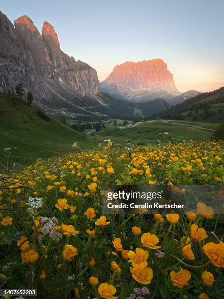 sunrise at the passo gardena with a view of the sassolungo | south tyrol, italy - alpenglow stock-fotos und bilder