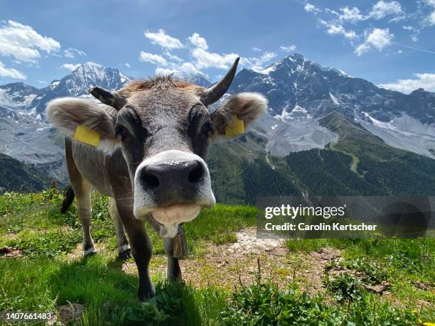 cow on a mountain pasture with a view of the ortles | south tirol, italy - alm stock-fotos und bilder