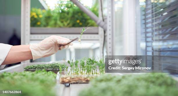 plant of microgreen in lab - biotechnology lab stock-fotos und bilder