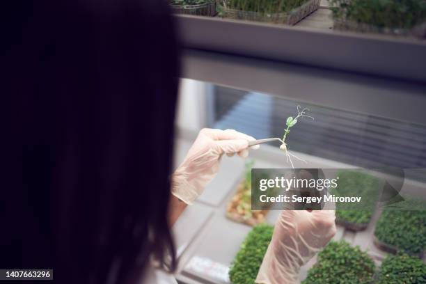 woman checking plant in lab - food technology stock-fotos und bilder
