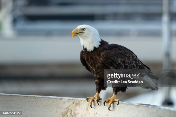 bald eagle at the fishing harbor - perching stock-fotos und bilder