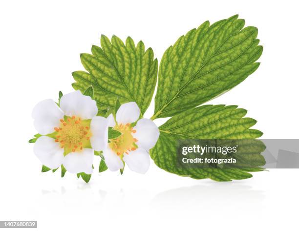 strawberry flower & leaves - strawberry blossom stock pictures, royalty-free photos & images