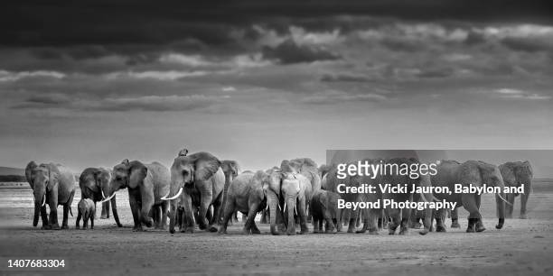 large herd of elephants - animal family stock-fotos und bilder