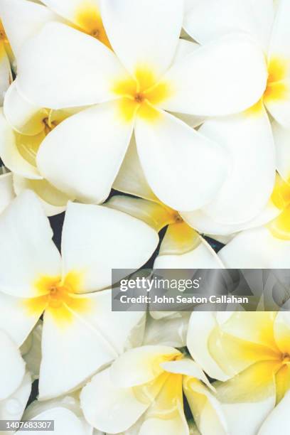 indonesia, plumeria flower - denpasar stock pictures, royalty-free photos & images