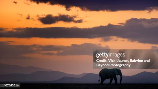 dramatic lone elephant walking in landscape at amboseli national park at sunset - threatened species stock-fotos und bilder