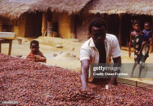 drying cacao beans in africa - farm family 20th century stock pictures, royalty-free photos & images