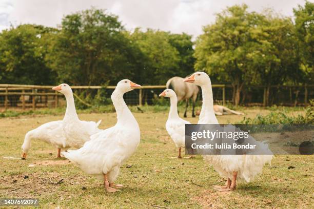 geese on organic ecological farm - gås bildbanksfoton och bilder