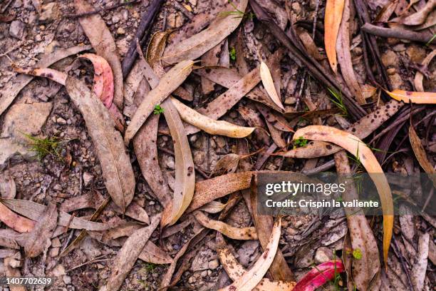 background of dry eucalyptus leaves on the ground - eucalyptus leaves stock-fotos und bilder