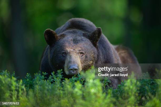 large black bear resting peering over vegetation - american black bear stock pictures, royalty-free photos & images